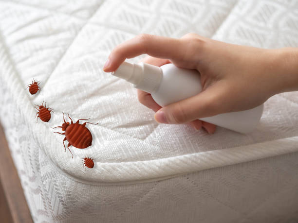 Best Bed Bug Extermination  in East Franklin, NJ
