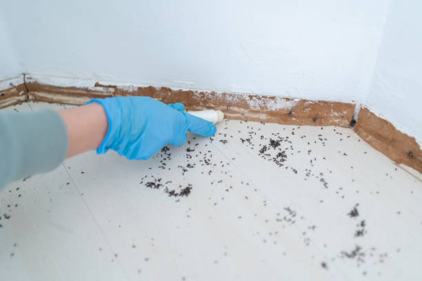 Best Affordable Pest Control Services  in East Franklin, NJ